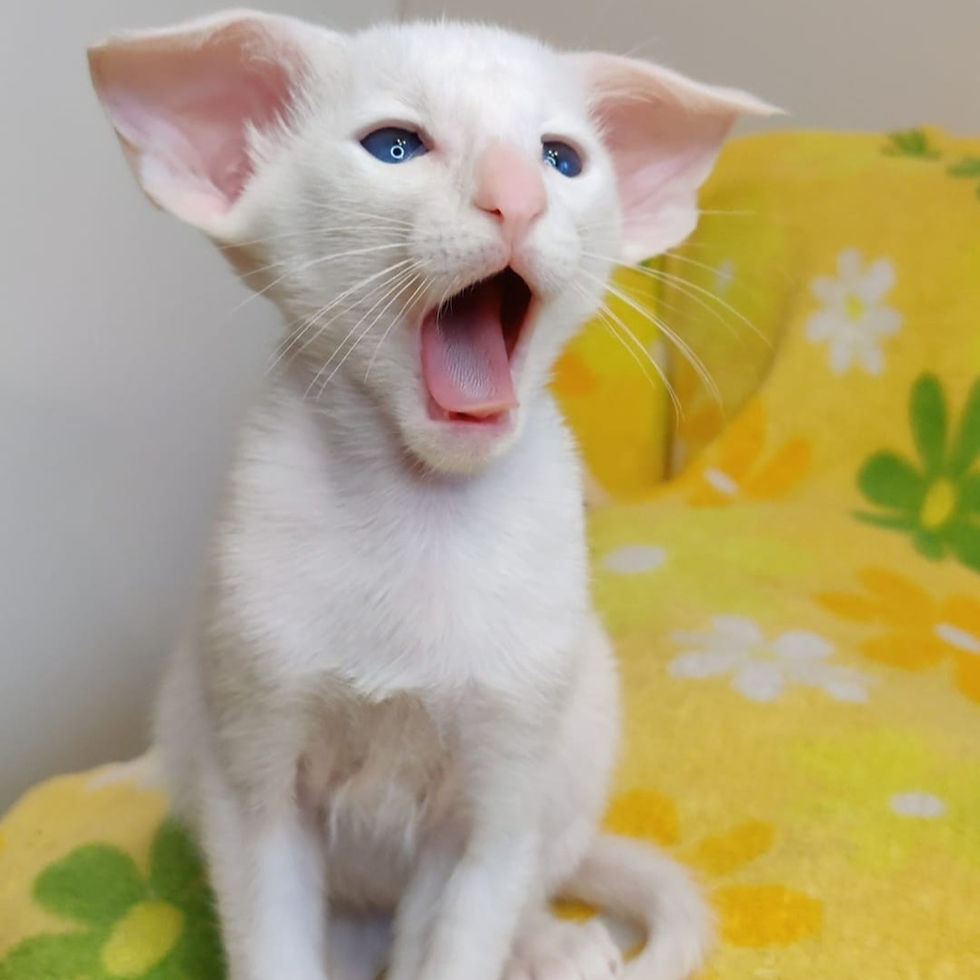 Thumbnail: 040 Glier (R) Oriental male kitten