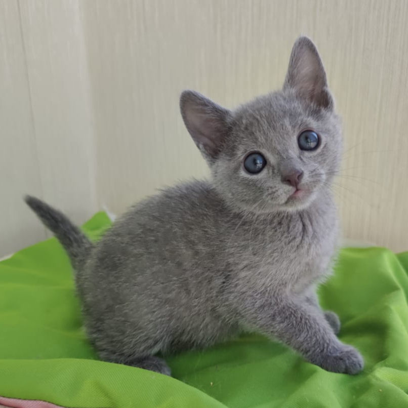 Thumbnail: 185 Northland (R) purebred Russian blue male kitten