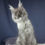 Thumbnail: 485 Wynn (R) Maine Coon female kitten