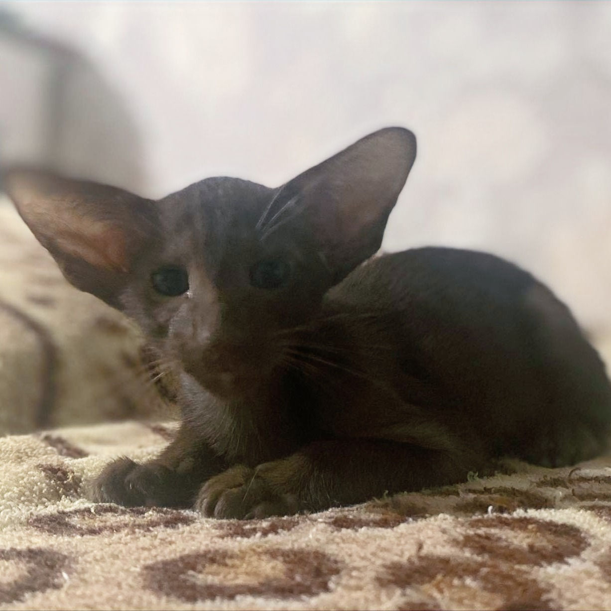 318 Ozzi (U) Oriental male kitten