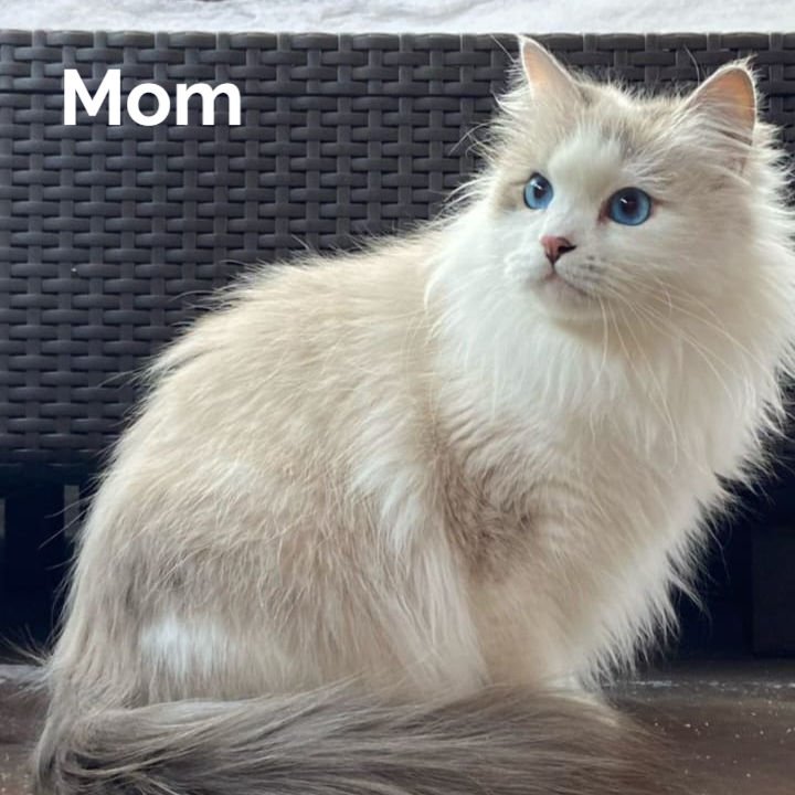 Thumbnail: 399 Vincent (R) Siberian male kitten
