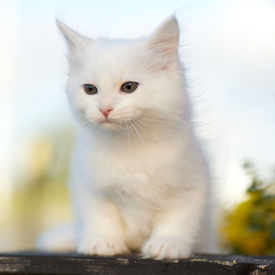 Thumbnail: 363 Inley (R) Siberian male kitten