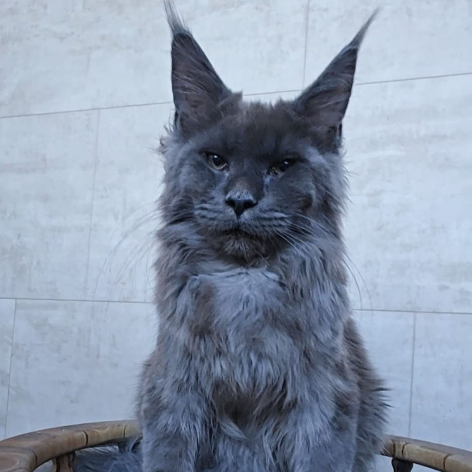 Thumbnail: 411 Newton (R) Maine Coon male kitten