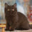 Thumbnail: 291 Marsel (R) British shorthair male kitten