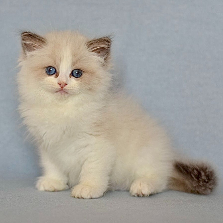 Thumbnail: 206 Wiorika (U) Ragdoll female kitten