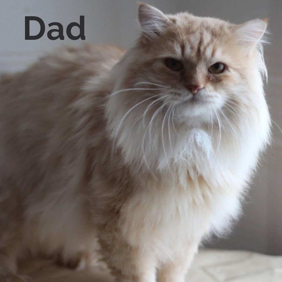 Thumbnail: 138 Neo (BL) Siberian male kitten