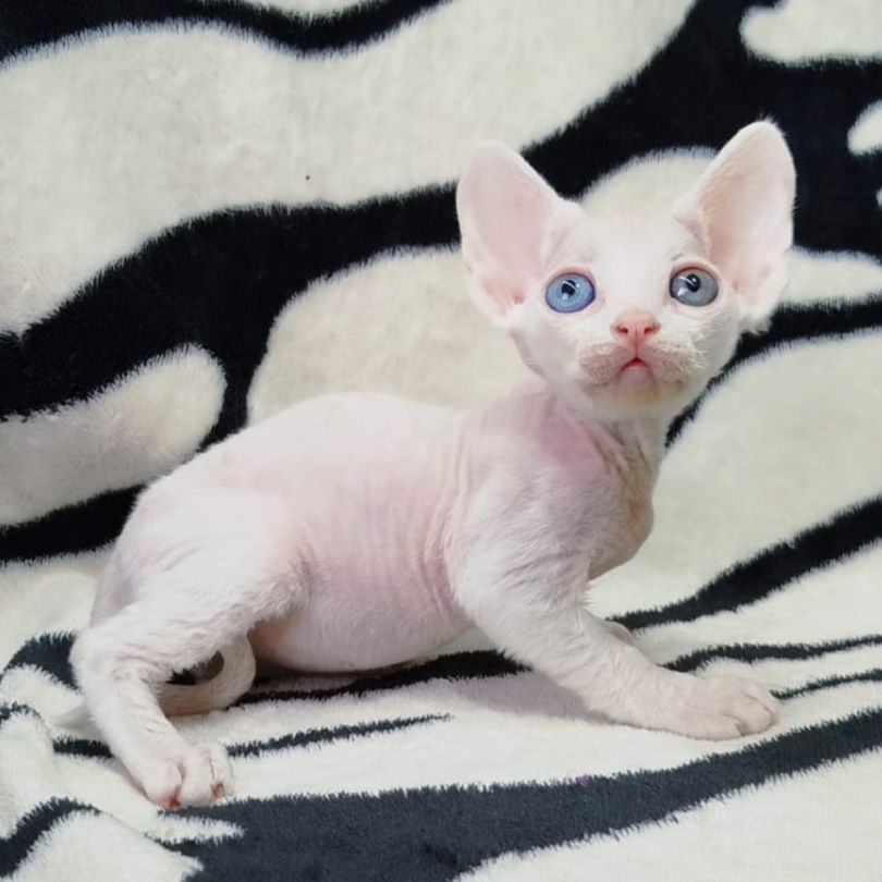 Thumbnail: 194 Almaz (R) Devon Rex male kitten