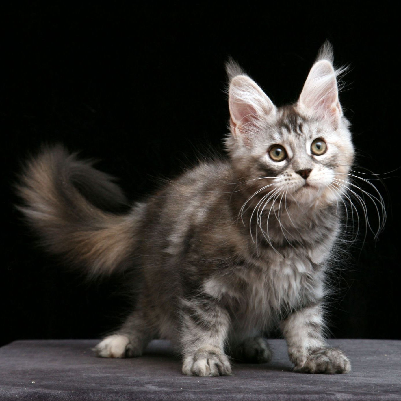 1126 Delika (R) Maine Coon female kitten