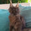 Thumbnail: 1191 Heiko (R) Maine Coon male kitten