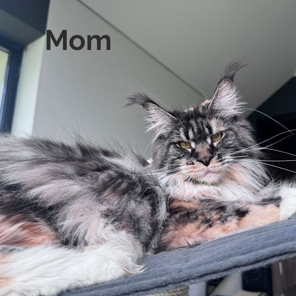 Thumbnail: 1265 Empire (R) Maine Coon male kitten
