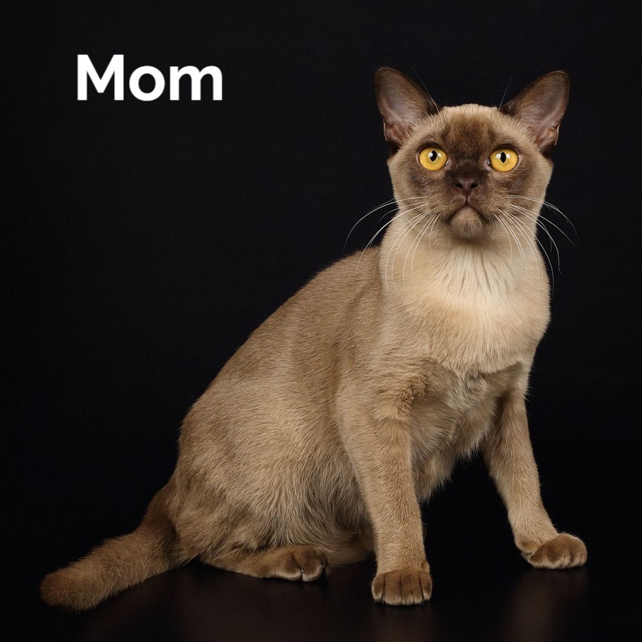 Thumbnail: 448 Olsi (U) Burmese  male kitten
