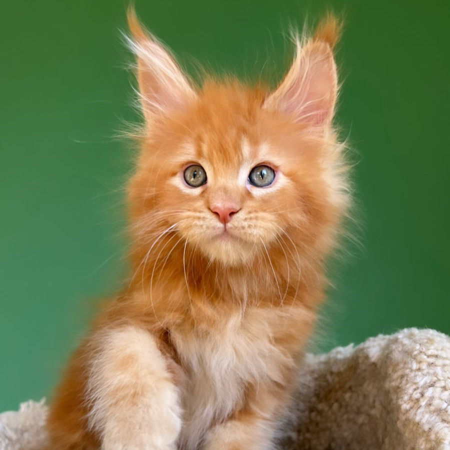 Thumbnail: 1026 Paddington (R) Maine Coon male kitten