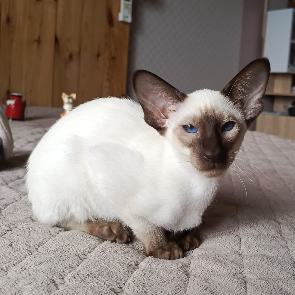 Thumbnail: Siamese