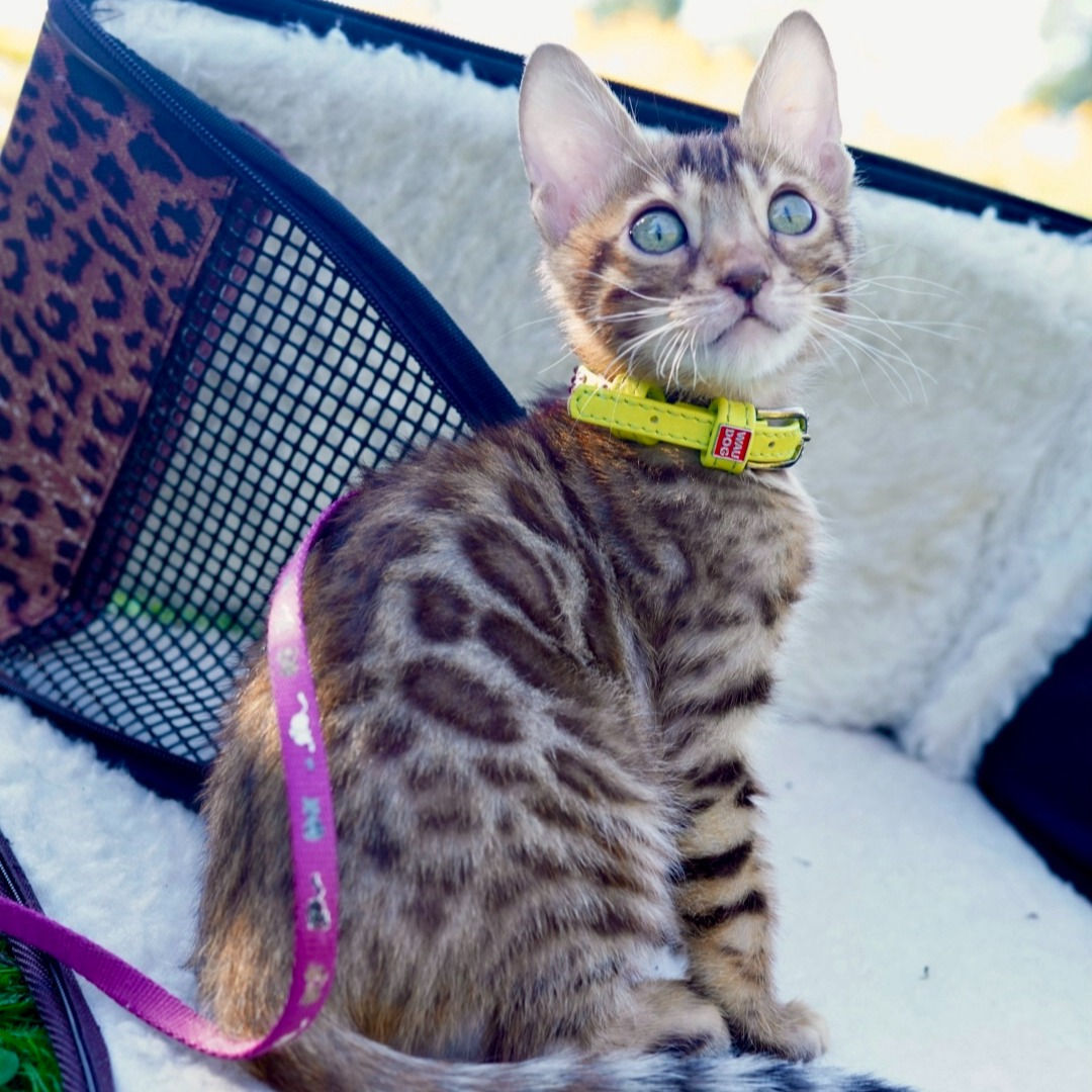 181 Lakki (U) purebred Bengal male kitten