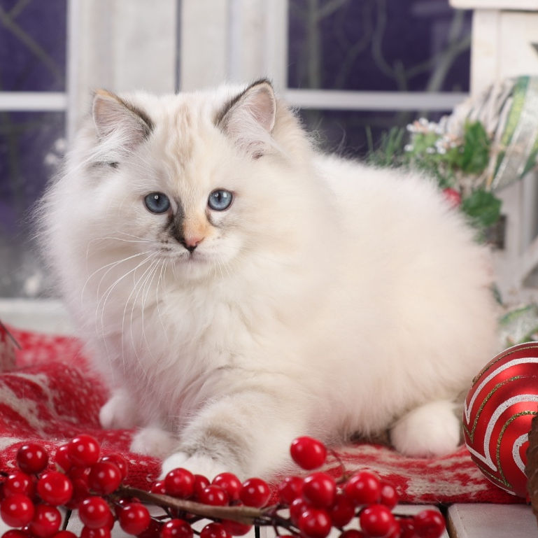 Thumbnail: 061 Jeraldina (BL) Ragdoll female kitten