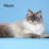 Thumbnail: 054 Neo (R) Siberian male kitten