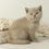 Thumbnail: 851 Penny (BL) British shorthair female kitten