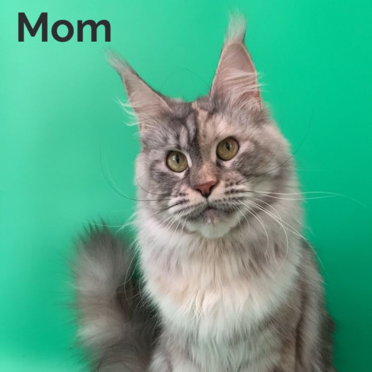 Thumbnail: 209 Franchesca (R) Maine Coon female kitten