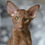 Thumbnail: 138 Rose (R) Oriental female kitten