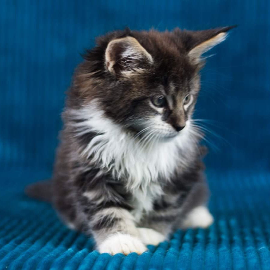Thumbnail: 737 Bruno (U) Maine Coon male kitten