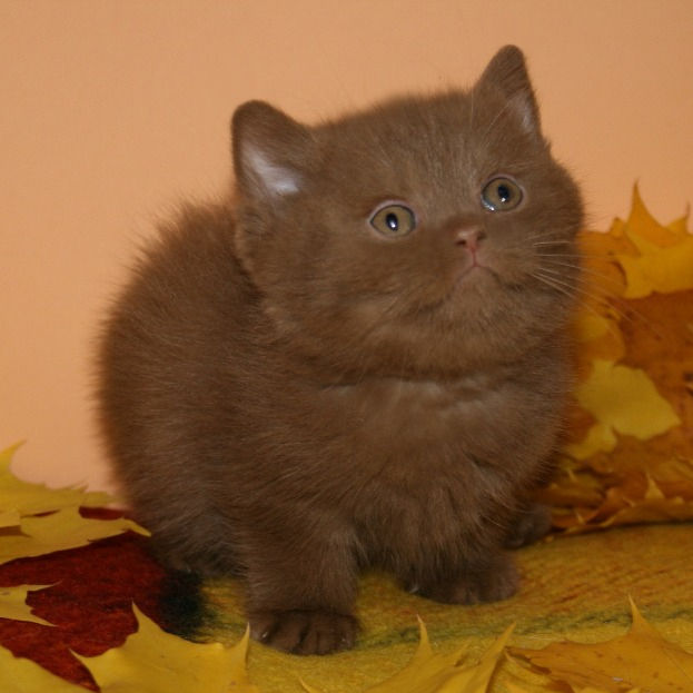 Thumbnail: 880 Dana (BL) British shorthair female kitten