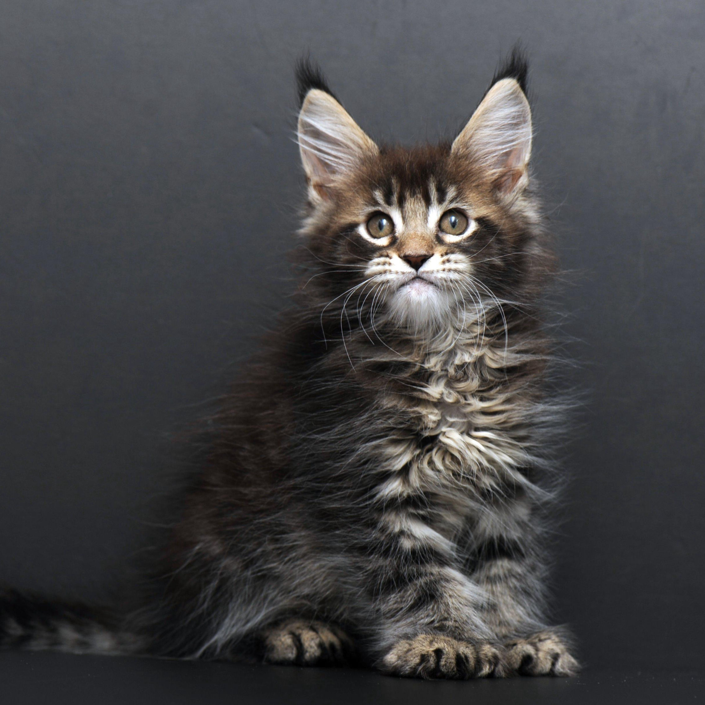 477 Gerald Polydactyl 6/6/6/6 (R) Maine Coon male kitten