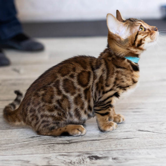 Thumbnail: 497 Eskimo (BL) purebred Bengal male kitten