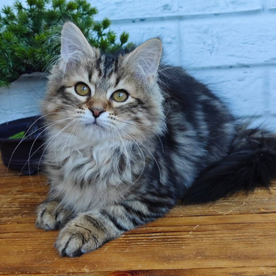 Thumbnail: 140 Lisenok (R)  Siberian male kitten