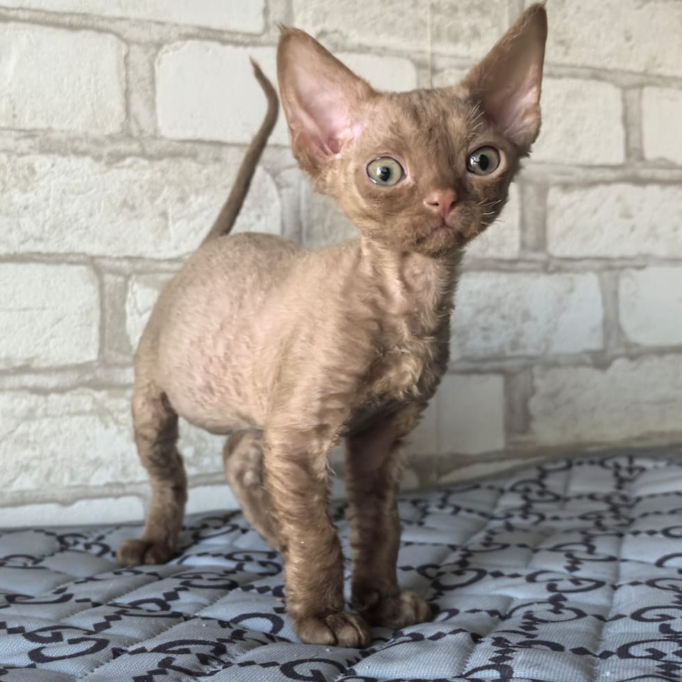 Thumbnail: 634 Perla (R) Devon Rex female kitten