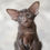 Thumbnail: 146 Vegas (R) Oriental male kitten