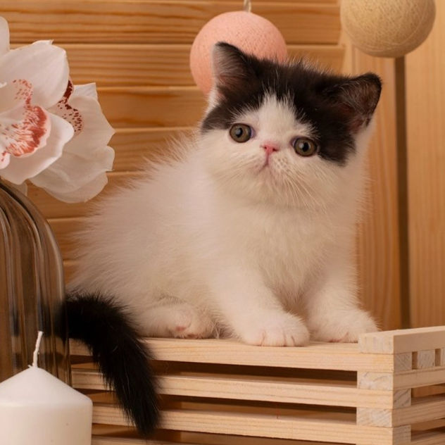 Thumbnail: 284 Esenia (R) Exotic shorthair female kitten