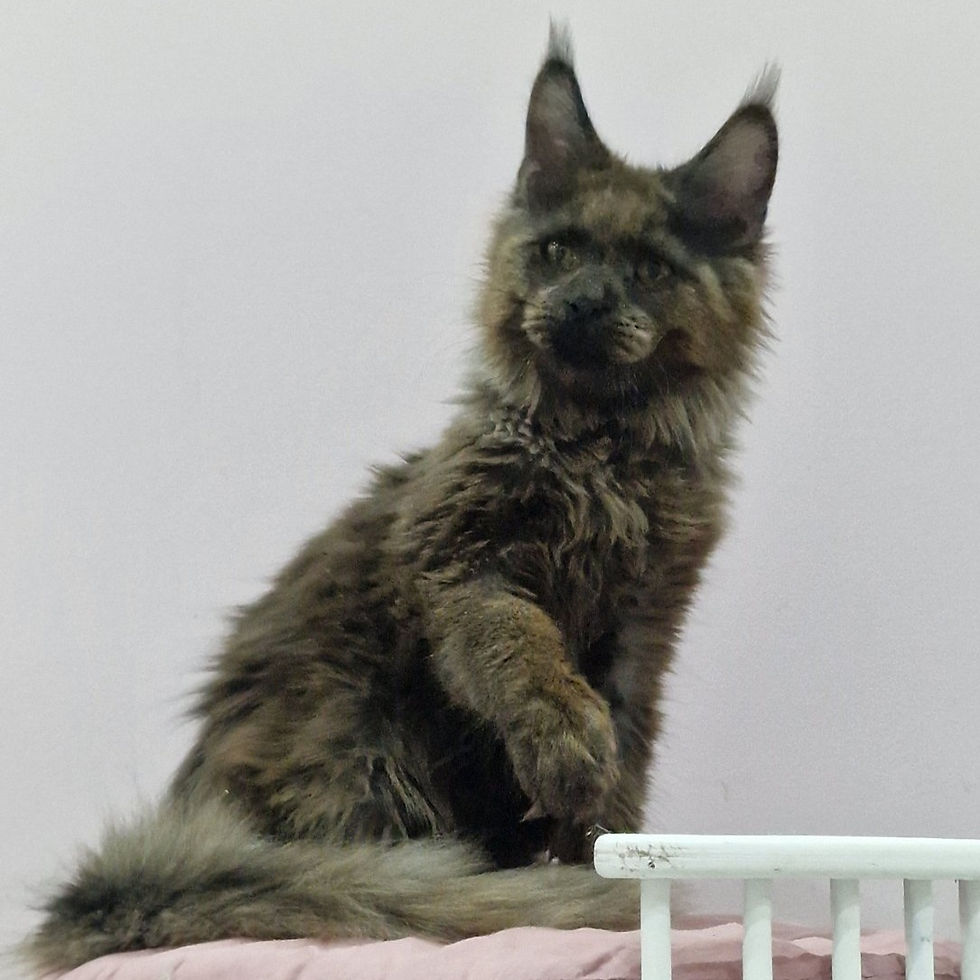 Thumbnail: 354 Nazar (U) Maine Coon male kitten