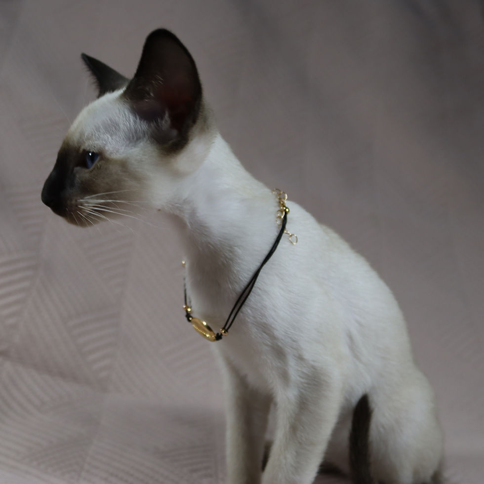 Thumbnail: 703 Ocean (U) Siamese female kitten
