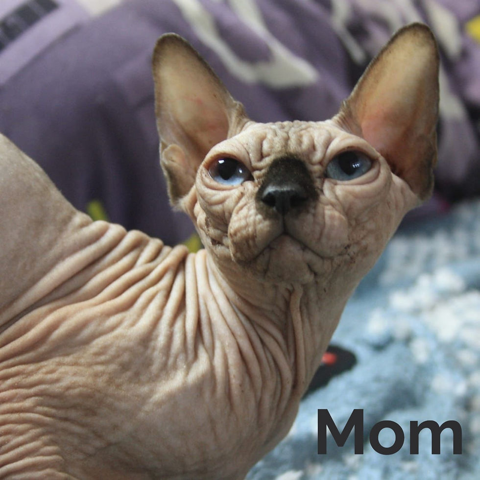 Thumbnail: 140 Osirius (R) Sphynx male kitten