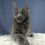 Thumbnail: 203 Umnitsa (R) Maine Coon female kitten