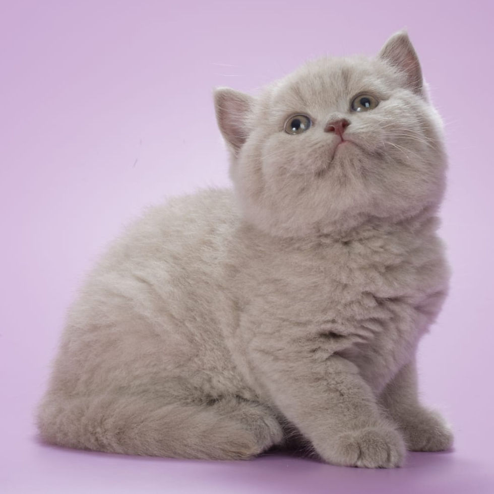 Thumbnail: 546 Vasko (BL) British shorthair male kitten