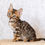 Thumbnail: 544 Flesh (BL) purebred Bengal male kitten