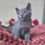 Thumbnail: 228 George (PL) purebred Russian blue male kitten