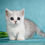 Thumbnail: 217 Monte Carlo (R) Munchkin shorthair male kitten