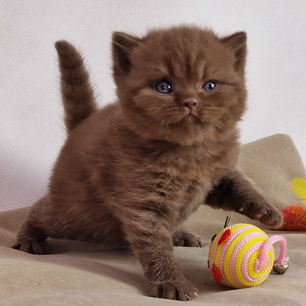 436 Whisper (PL) British shorthair male kitten