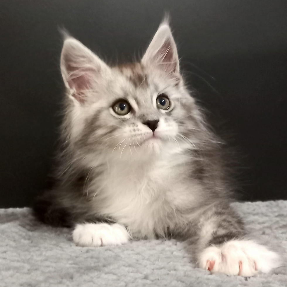 Thumbnail: 1313 Innokentiy (R) Maine Coon male kitten