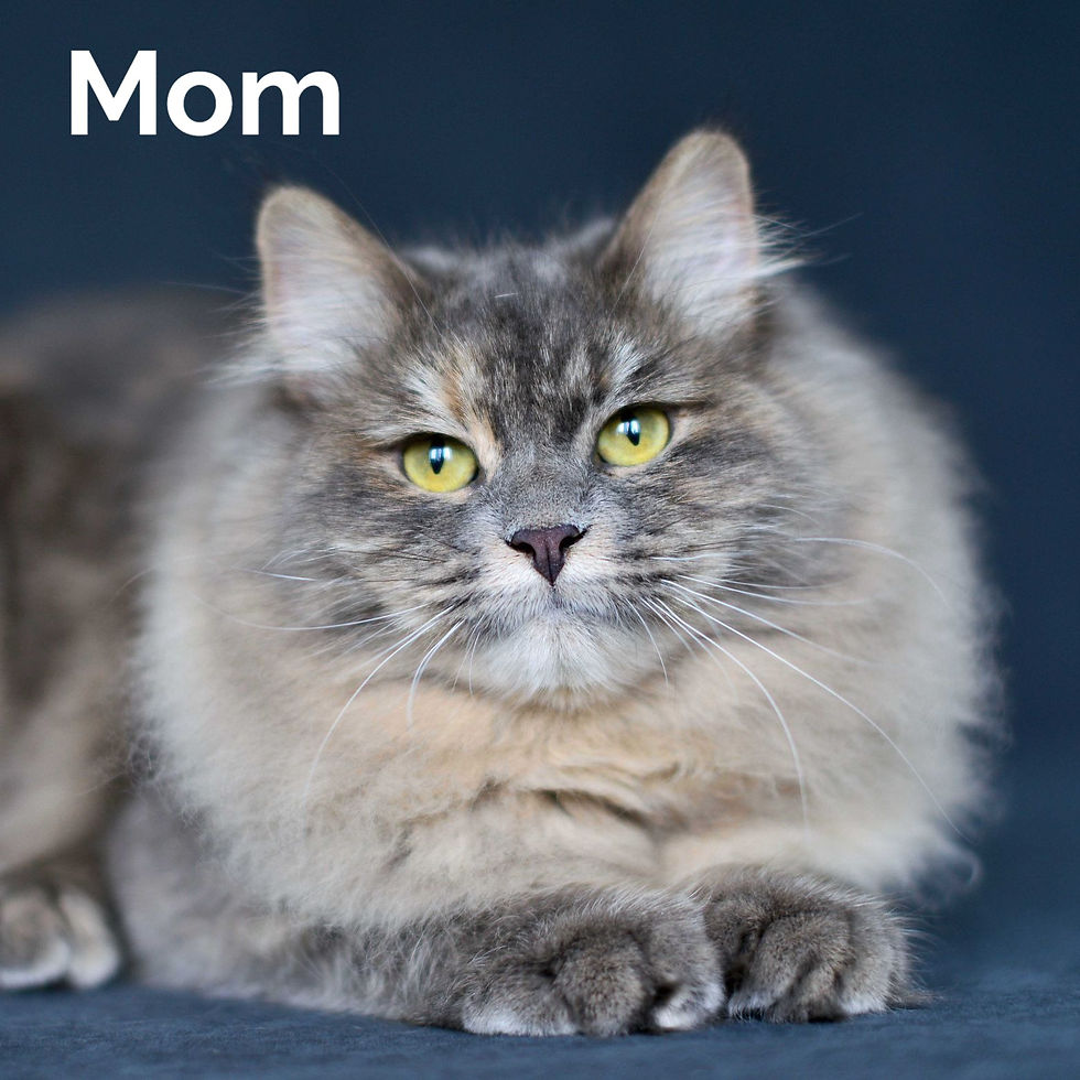 Thumbnail: 172 Winning (R) Siberian male kitten