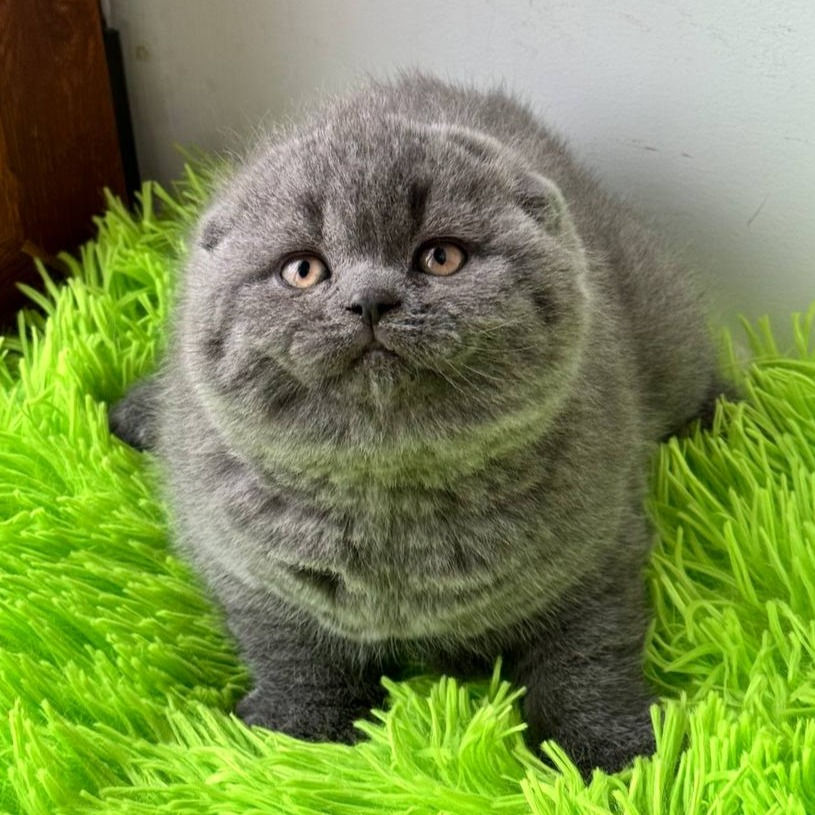 Thumbnail: 318 Indy (U) Scottish Fold shorthair male kitten