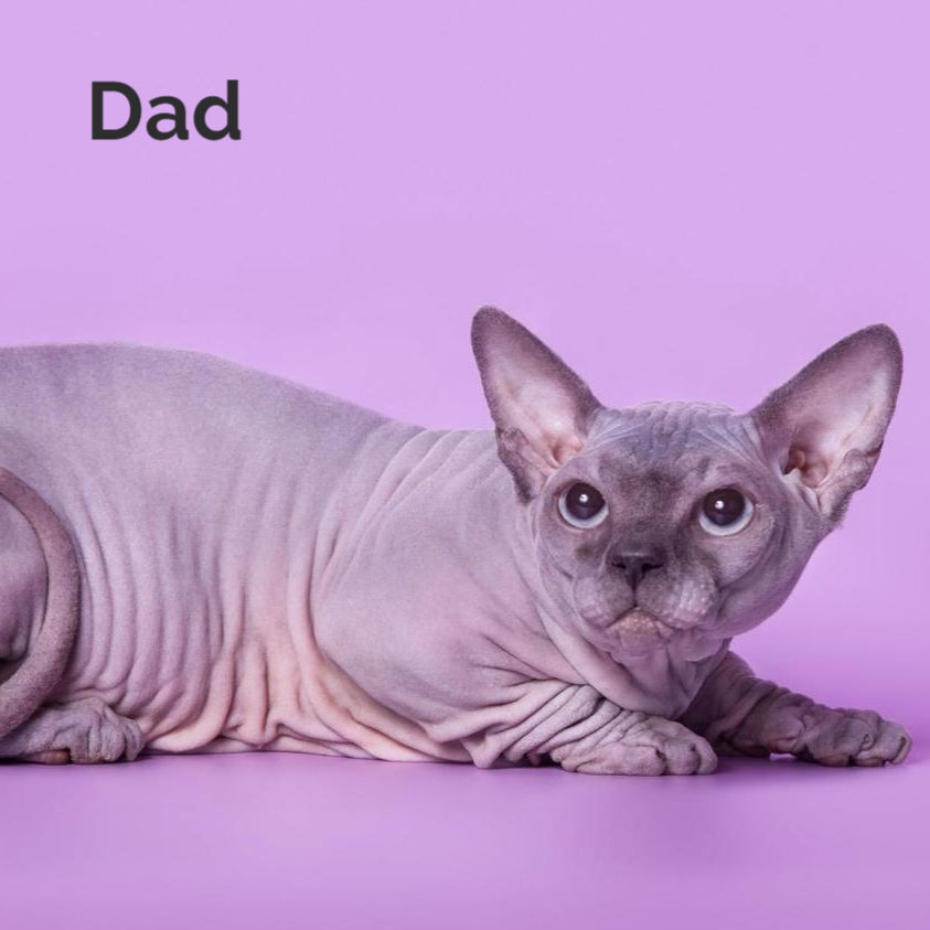 Thumbnail: 056 Yena (R) Sphynx female kitten