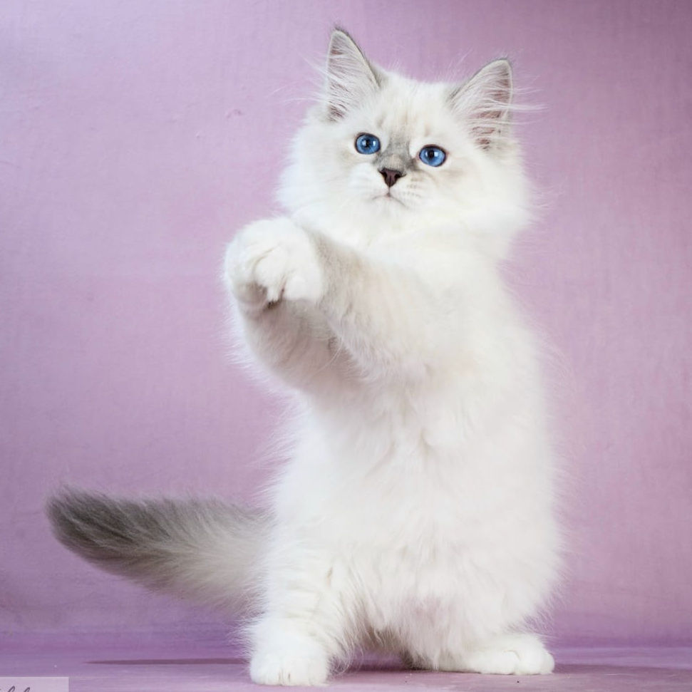 Thumbnail: 391 Capitolina (R) Siberian female kitten