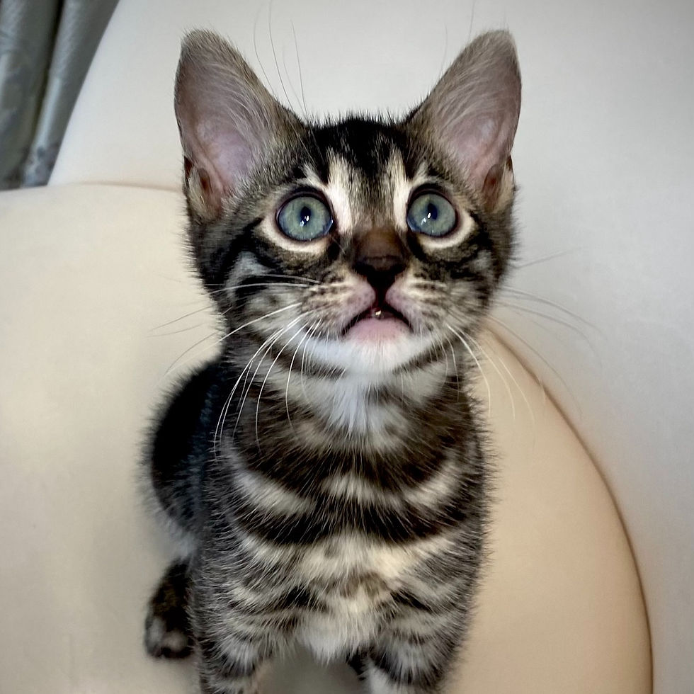 Thumbnail: 078 Rokki (U) purebred Bengal male kitten