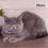 Thumbnail: 209 Kruz (U) British shorthair male kitten