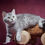 Thumbnail: 224 Pilot (R) Scottish Straight shorthair male kitten