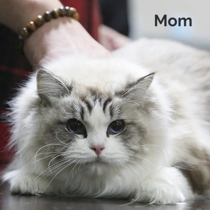 Thumbnail: 076 Yang (R) Ragdoll male kitten