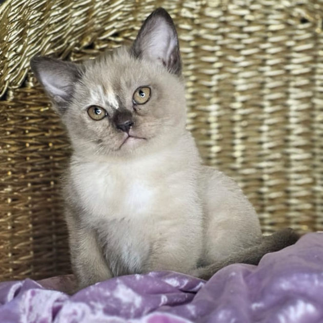 Thumbnail: 166 Isadora (R) Burmese female kitten